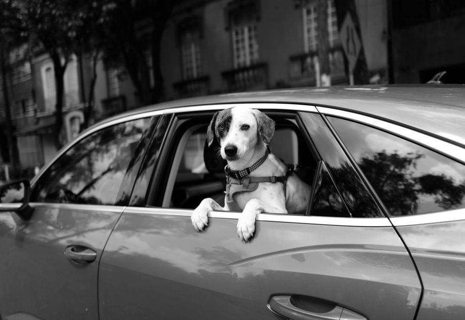 dog car harnesses buying guide