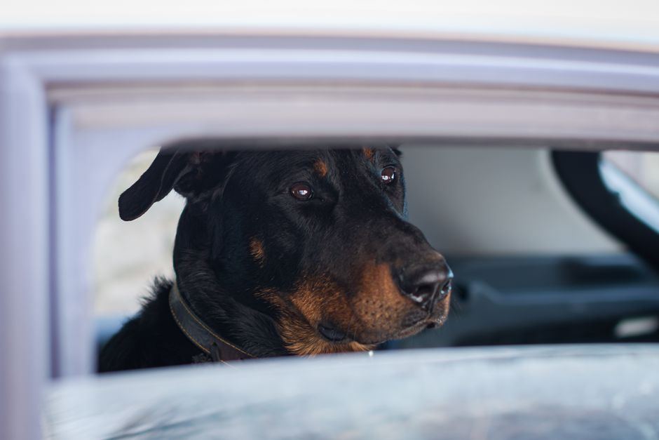 dog car seat covers for large dogs buying guide