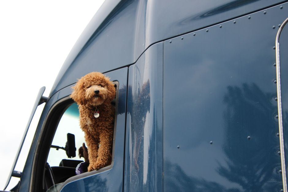 dog seat cover for truck buying guide
