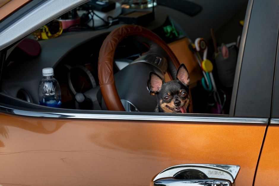dog car seat covers under $40 buying guide