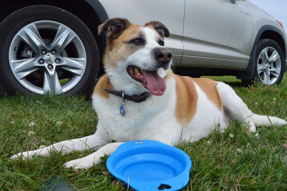 collapsible travel dog bowls buying guide